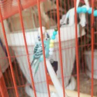 مرغ عشق انگلیسی گریدB|پرنده|کازرون, |دیوار