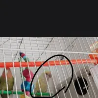 کوتوله معاوضه با ماده