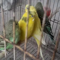 مرغ عشق جوان وبالغ|پرنده|آستانه اشرفیه, |دیوار