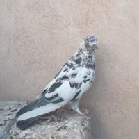 شکار.کبوتربدردبخور