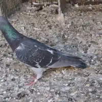 پلاکی گرفتنی