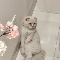 گربه نر اسکاتیش فولد