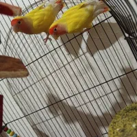 طوطی کوتوله