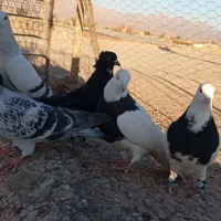 کفتر|پرنده|زرند, |دیوار