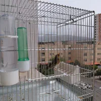 سهره قناری قرص بخون