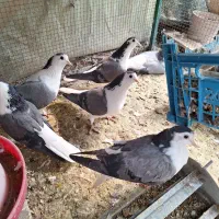 کبوتر دستگردی. ۸ عدد