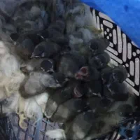 با سلام قناری