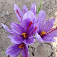 نگین خشک زعفران
