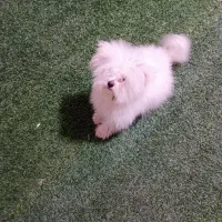 سگ پامر خرسی و پامر روباهی|سگ|فردوسیه, |دیوار