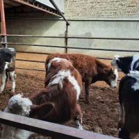 گوساله سیمینتال نر گاو|حیوانات مزرعه|لالجین, |دیوار