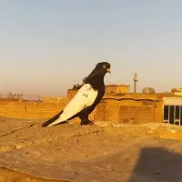 کبوترسینه سیاه  کله سبز ساده کاکل طوقی شازده سرور