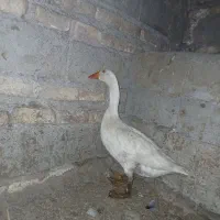 بت نر|حیوانات مزرعه|زابل, |دیوار