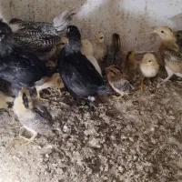 جوجه سبرایت بوف و گلین و برهما
