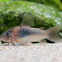 ماهی کوریدوراس«کف خوار»