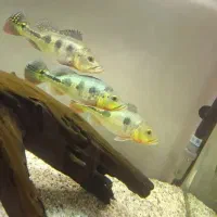 ماهی آکواریم