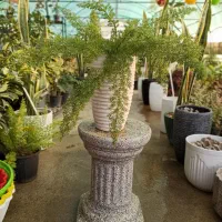 گیاه دم روباهی با گلدان