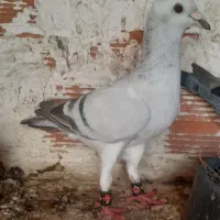 کبوتر ساده و مصری