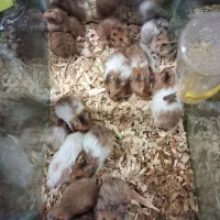 بچه همستر نر و ماده