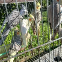 عروس هلندی(رشت،روسر کلاچای)|پرنده|رحیم‌آباد, |دیوار