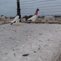 کبوتر یهودی