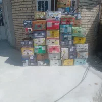 کارتن موز