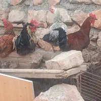 خروس کردی جوان