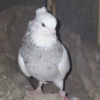 جوجه دو پری نر الماسی خال سیاه|پرنده|آبدانان, |دیوار