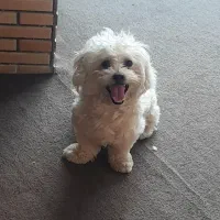 شیتزو بازیگوش