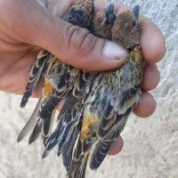 سهره گلبسر|پرنده|شیراز, مسلم|دیوار