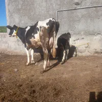 گاوشیری باگوساله نر شکم دوم شیر۱۴ک