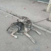 واگذاری سگ|سگ|مشهد, نوید|دیوار