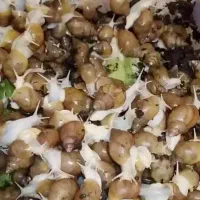 حلزون رایگان