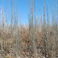 پیش فروش نهال تبریزی چیت|خدمات باغبانی و درختکاری|سلماس, |دیوار