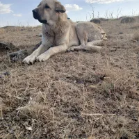 سگ گمشده|حیوانات|زنجان, |دیوار