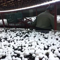 پرورش قارچ / مشاوره تخصصی