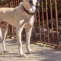 واگذاری افغان|سگ|ماهان, |دیوار