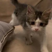 واگذاری گربه نر ۲/۵ ماهه دی اس اچ|گربه|تهران, قیطریه|دیوار