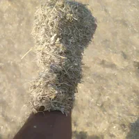 کاه خوب و مرغوب بدون اشغال