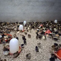 جوجه گلپایگان و اردک