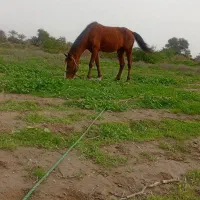 اسب آرم|اسب و تجهیزات اسب‌سواری|شمیل, |دیوار