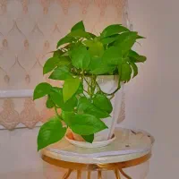 گلدان. گلدان پتوس|گل و گیاه طبیعی|تهران, شهرک ولیعصر جنوبی|دیوار