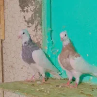 طوقی شیش دانگ و کلکسیونی|پرنده|مشهد, شهید احمدی روشن|دیوار