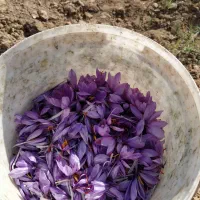 فروش گلبرگ زعفران کیلویی ۳۰ هزار تومان