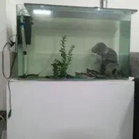 آکواریوم شیشه خم