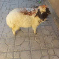 بره نر در ملکشاهی|حیوانات مزرعه|ملکشاهی, |دیوار