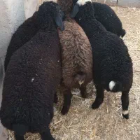 بره نر