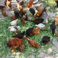انواع جوجه طبیعی