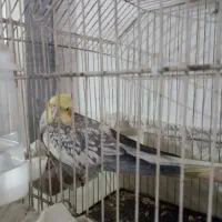 فروش عروس پاریس