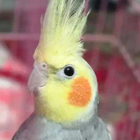 عروس هلندی نر|پرنده|شلمان, |دیوار