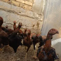 جوجه لاری|حیوانات مزرعه|پیشوا, |دیوار